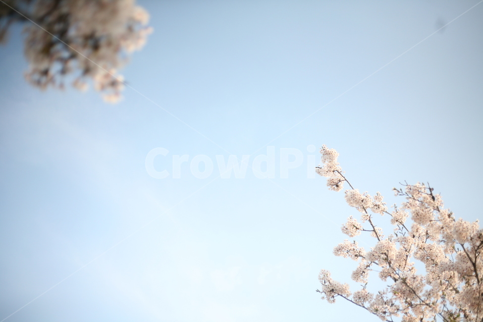 하늘,봄,감성,벚꽃,flower,꽃,blossom,식물,plant,cherryblossom