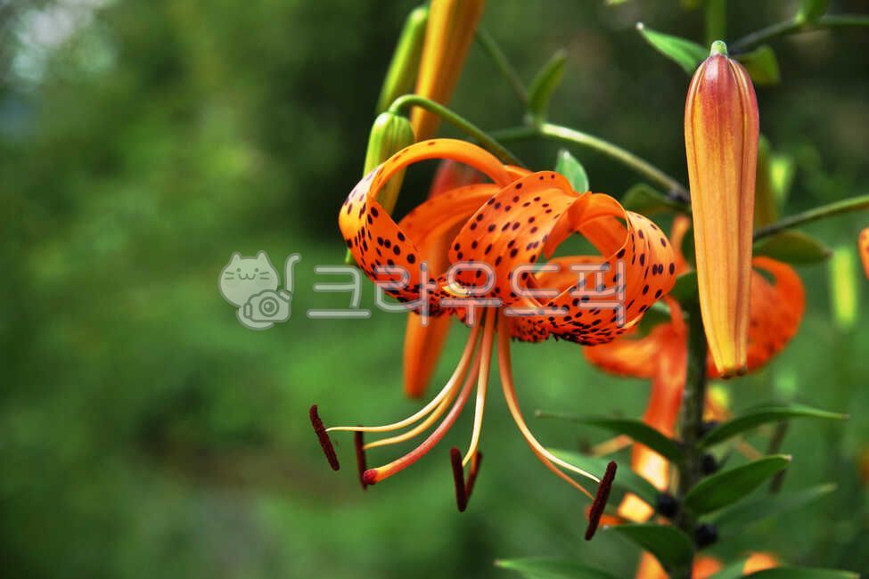 참나리,백합과,여러해살이풀,견내리화,liliumtigrinum,다년생초