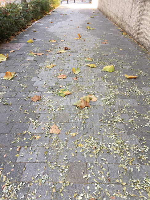 담,벽,wall,거리,street,보도블럭,sidewalkblock,보도,walkway,sidewalk,풍경,scenery,잎,leaf,낙엽,deciduous,생활,life,바닥,땅,ground,floor,flooring,식물,plant,판석,flagstone,길,road,통로,path