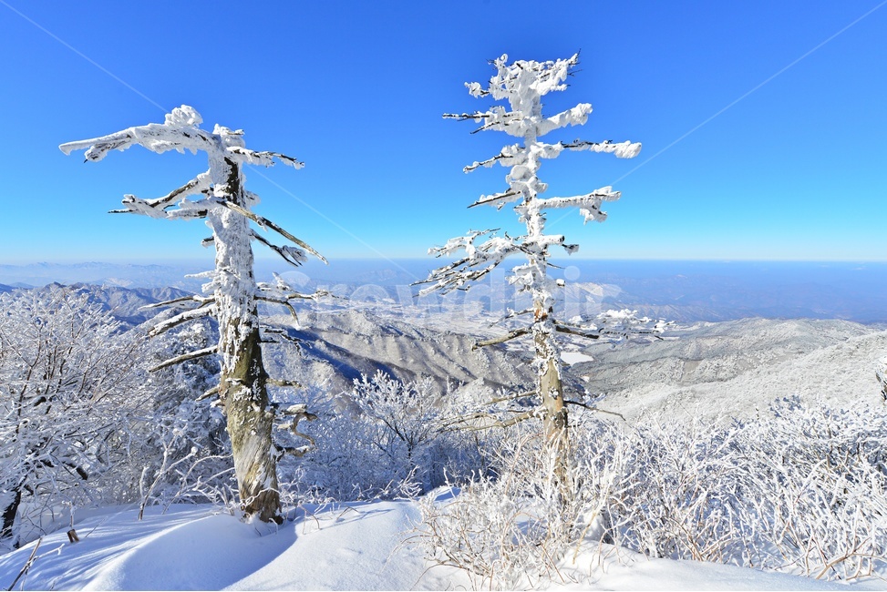 무주,덕유산,상고대,설경,주목,중봉,nature,자연,outdoors,옥외,ice,빙,snow,눈,겨울,계절,winter,season,자연,풍경,nature,landscape