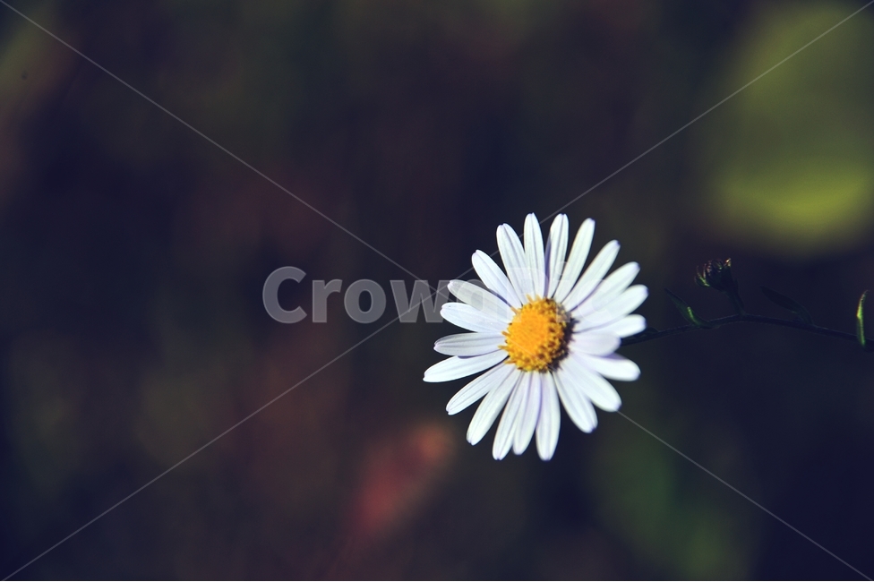 쑥부쟁이,가을꽃,들꽃,야생화,꽃봉오리,꽃,플라워,식물,flower,flowers,plants,plant,자연,nature,가을,계절,season,fall,autumn,10월,october,flowerbed,flowergarden,식물,자연,plants,nature,꽃,flower