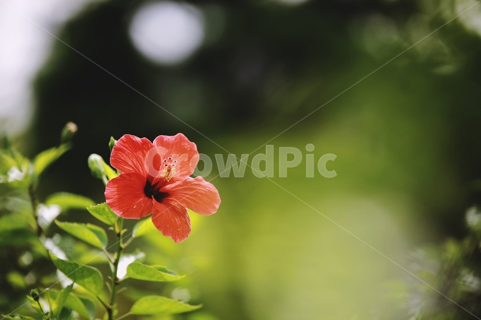 꽃,붉은꽃,redflower,green,nature,자연,식물,자연,plants,nature,꽃,flower