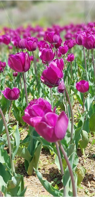튤립,보라색,노란색,꽃,자연,식물,flower,nature,그린,green,violet,봄,계절,spring,season,식물,자연,plants,nature,꽃,flower,plant