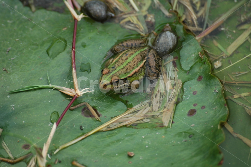 개구리,연못,파충류,꼬리,연잎,동물,animal,파충류,양서류,reptile,amphibian