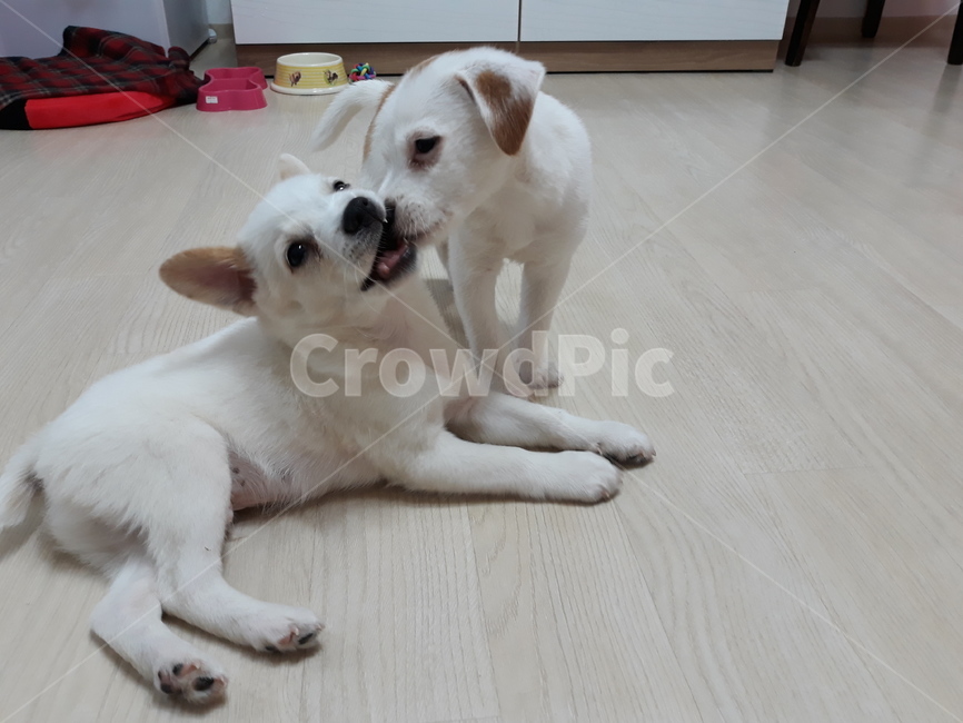 강아지,개,사이좋은개,웃는개,반려견,동물,animal,포유류,mammal,개,강아지,dog,doggy