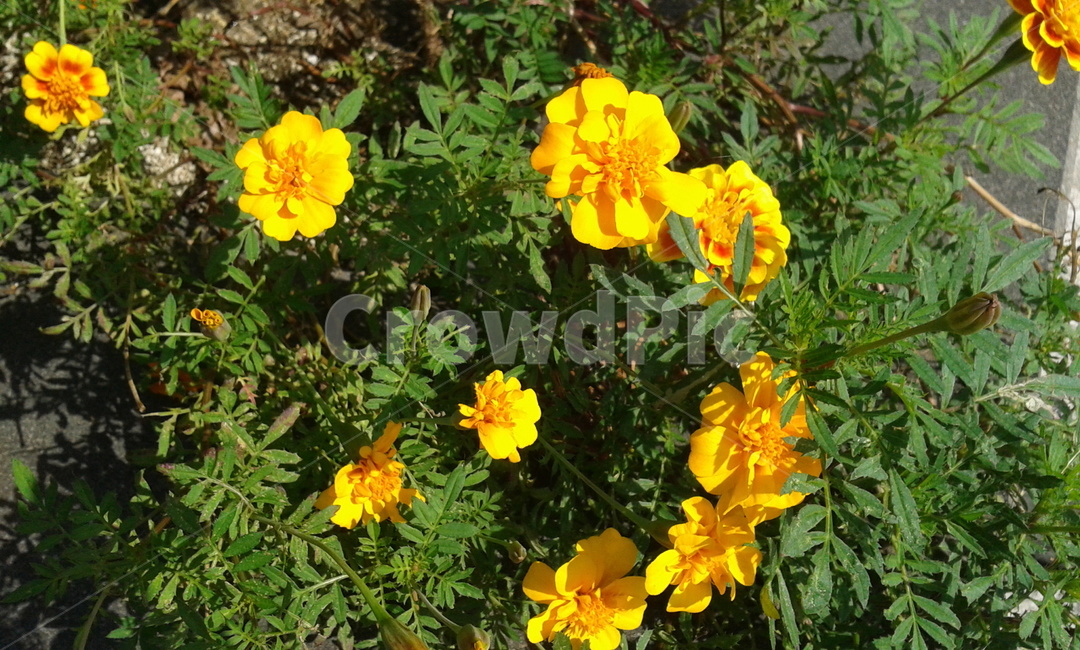 plant,식물,blossom,flower,꽃,geranium,제라늄,노랑,yellow,식물,자연,plants,nature,꽃,flower