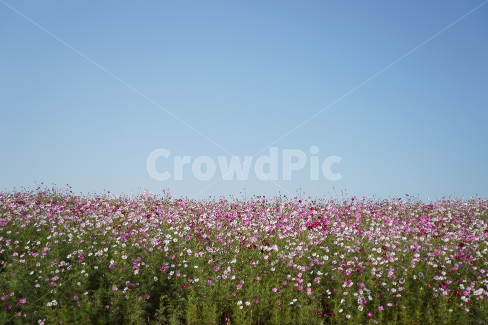 코스모스,가을,꽃,분홍색,가을꽃,하늘,가을,계절,fall,autumn,season,자연,풍경,nature,landscape,outdoors,옥외