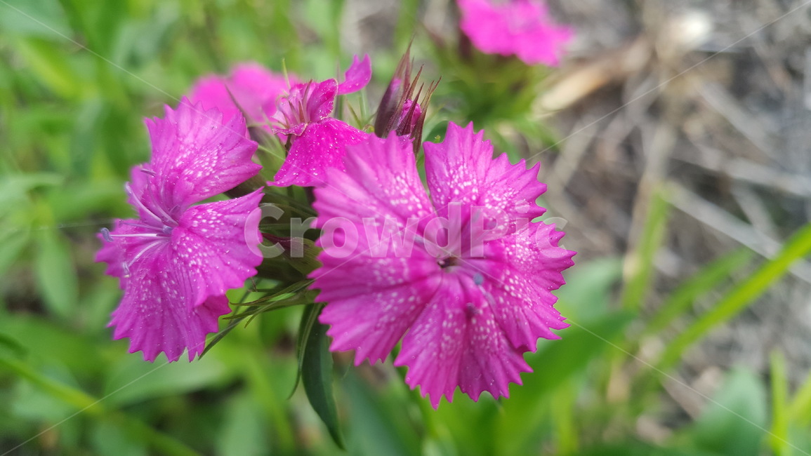 분홍색꽃,야생화,flower,pink,꽃