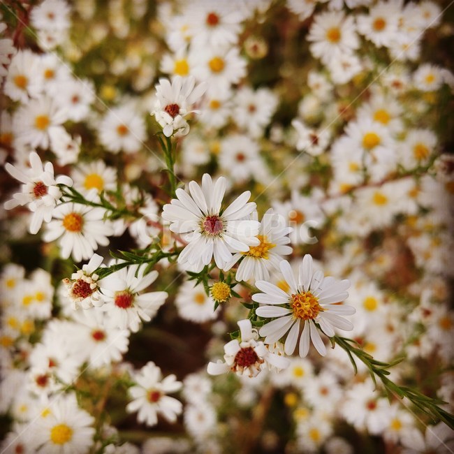 야생화,꽃,가을,작은꽃,하얀꽃,식물,자연,plants,nature,꽃,flower