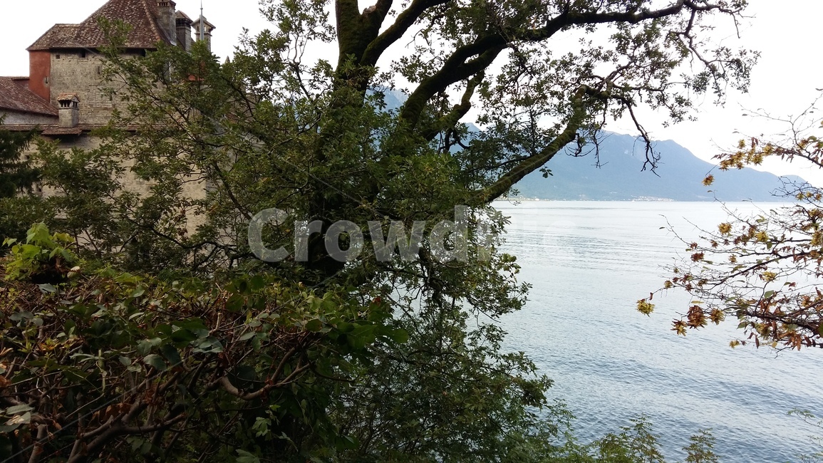스위스풍경,몽트뢰풍경,나무,강,tree,river