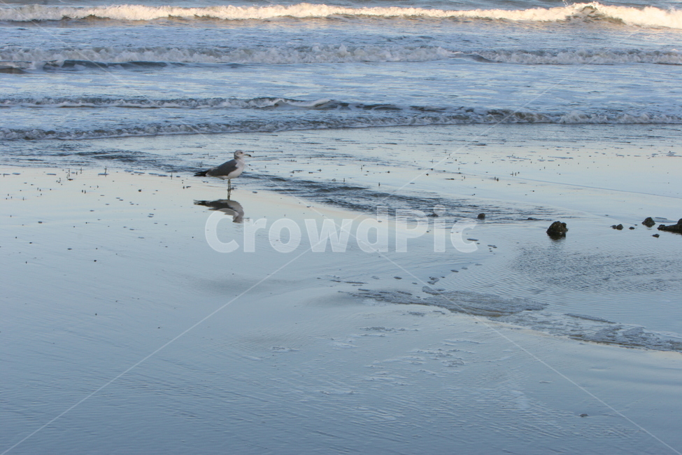 갈매기,해안,해변,모래사장,파도,물결,바다,sea,outdoors,옥외,nature,자연,ocean,대양,water,물,animal,동물,bird,새,동물,animal,조류,새,birds