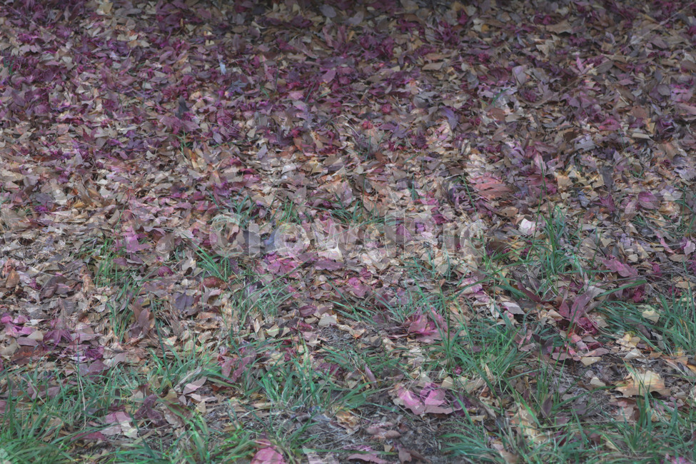 낙엽,leaf,하락,추락,떨어짐,가을,fall,자연,환경,초록색,레이어링,layering,우울,어둠,어두움,darkness,nature,혼란,혼돈,chaos,흔들림,가을,계절,fall,autumn,season,ground,바닥