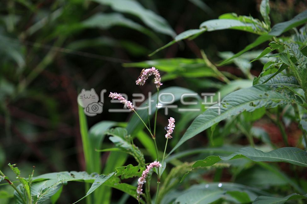 잎,plant,식물,꽃,flower,개여뀌