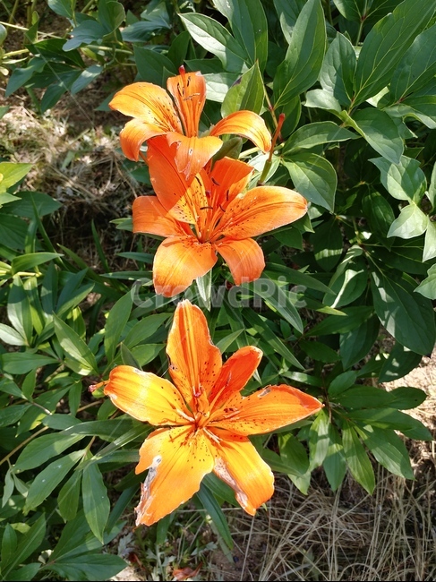 lily flower,tiger flower,daylily,Gyeongnaehwahwa,Lily of the valley,wheat lily,lilia tree