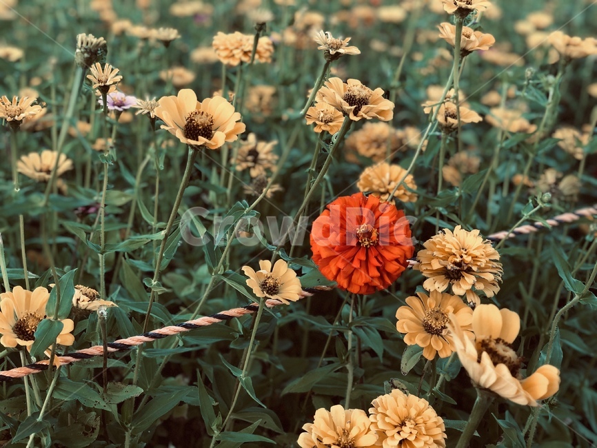 plant,식물,꽃,flower,red,natural,식물,자연,plants,nature,꽃,flower