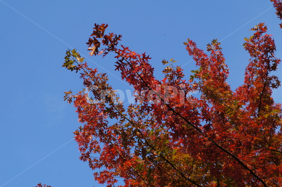 파란하늘,가을,단풍,화창,fall,autumn,하늘,창공,맑은날씨,가을,계절,fall,autumn,season,leaf,잎,plant,식물,tree,나무
