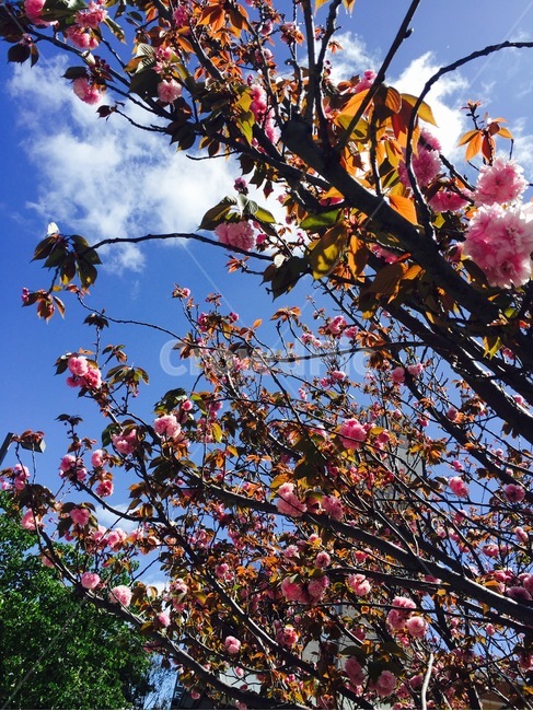꽃,나무,하늘,봄,계절,spring,sky,flower