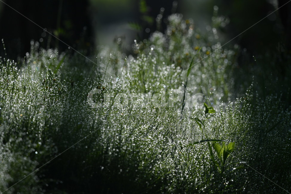 식물,꽃,자연풍경,감성사진,봄,5월,이슬,아침,식물,자연,plants,nature,꽃,flower