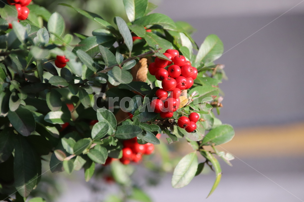 열매,나무,자연,풍경,가을,식물,자연,plants,nature,과일,열매,fruit
