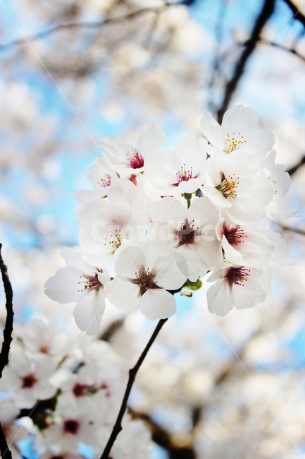 벚꽃,봄,cherryblossom,꽃,blossom,식물,plant,spring