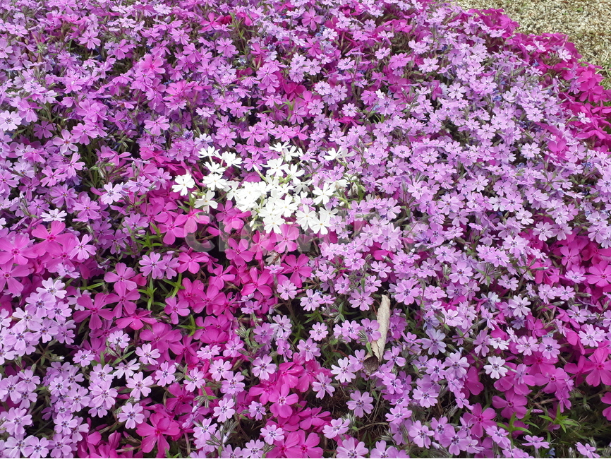 꽃,꽃잔디,mossphlox,flower,garden,화단,flowerbed,야외,outdoors,봄,핑크,violet,보라색,흰색,spring,season,korea,식물,자연,plants,nature,꽃,flower