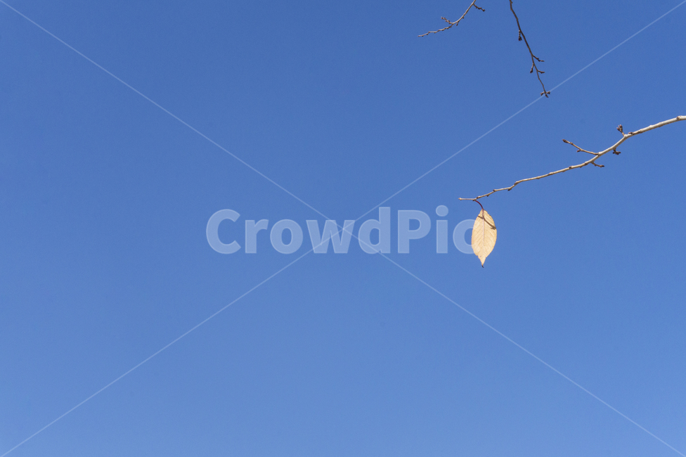나뭇가지,하늘,잎,이파리,가을,겨울,가을,계절,fall,autumn,season