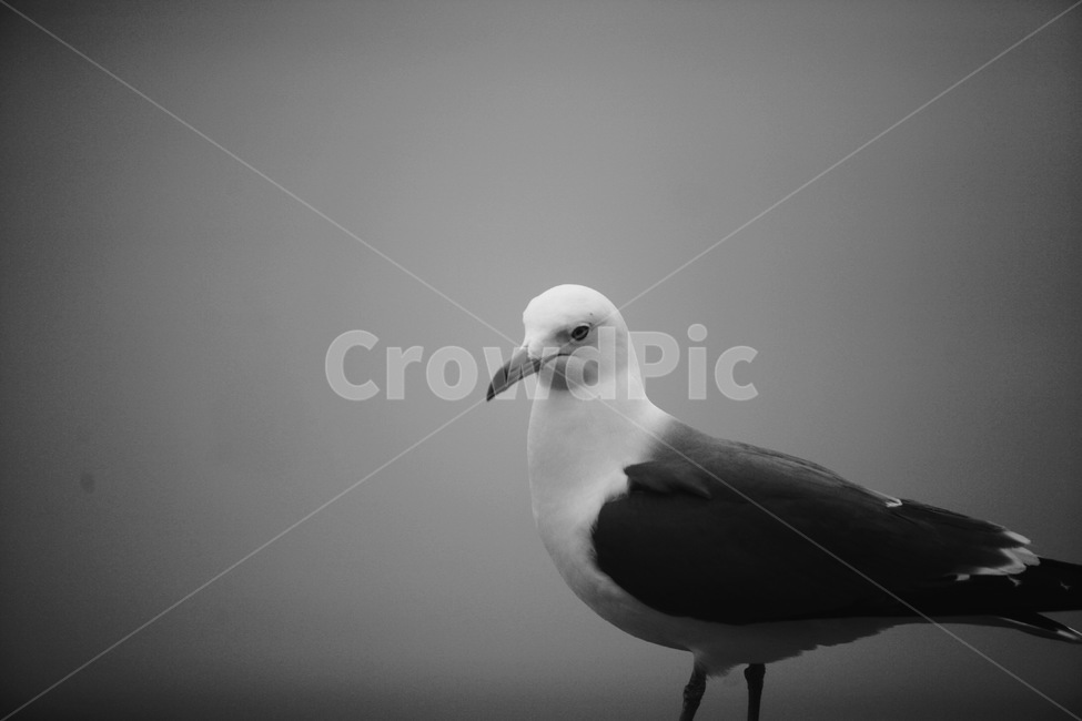 갈매기,동물,새,조류,흑백,흑백사진,동물,animal,조류,새,birds,흑백,모노톤,monochrome,black and white