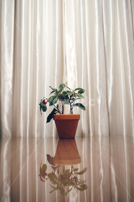 floor,바닥,반영,식물,plant,감성사진,화분