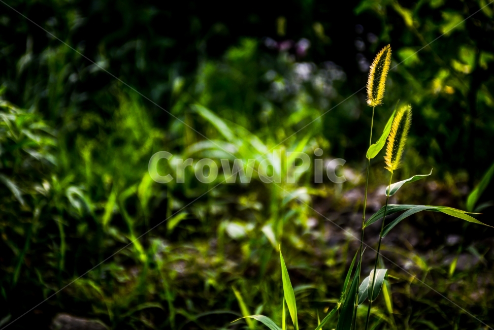 wallpaper,강아지풀,식물,빛,light,식물,자연,plants,nature