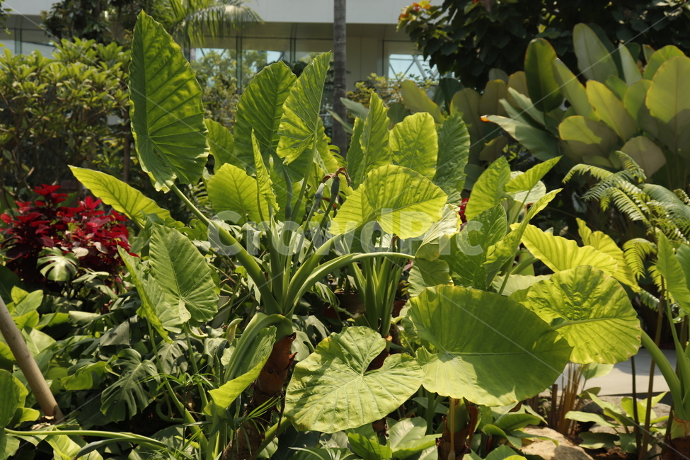 식물,식물원,plant,초록,녹색,감성,빛