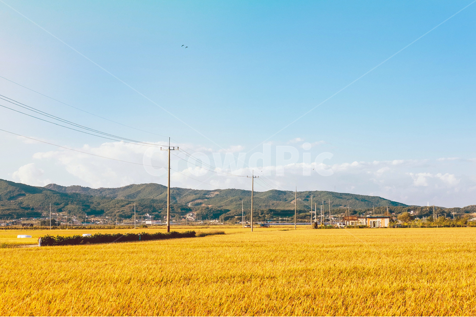 농촌,추수,가을,벼,풍년,시골,풍경,농사,벼이삭,시골,마을,풍경,landscape,country,rural,town,산업,industry,industrial,농업,농사,agriculture,farming,farming industry