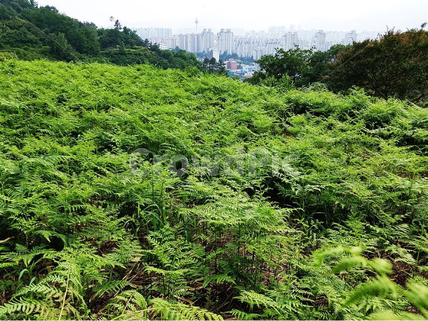 고사리,고사리밭,텃밭,식물,식용식물,밭,작물,채소,농사,농업,자연식품,자연,풍경,nature,landscape,plant,vegetation,초목