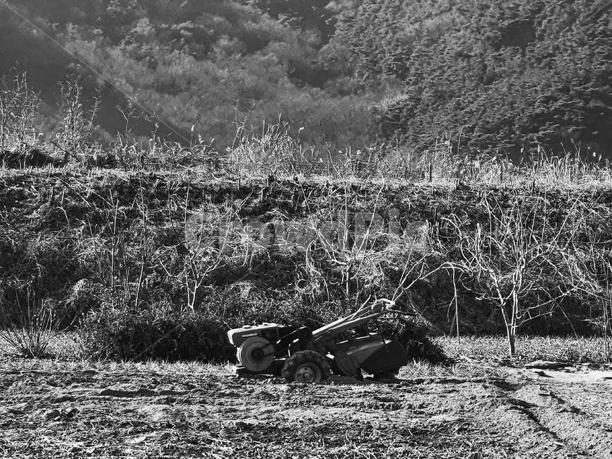 ground,바닥,nature,자연,outdoors,옥외,흑백사진,흑백,모노톤,monochrome,black and white,농업,농사,agriculture,farming,farming industry
