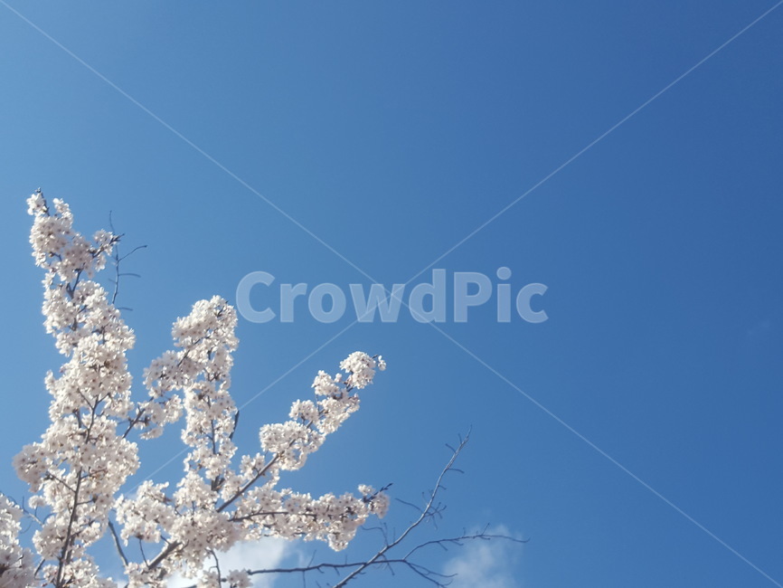 봄,하늘,벚꽃,맑음,푸름,spring,sky,sakura,clear,verdure