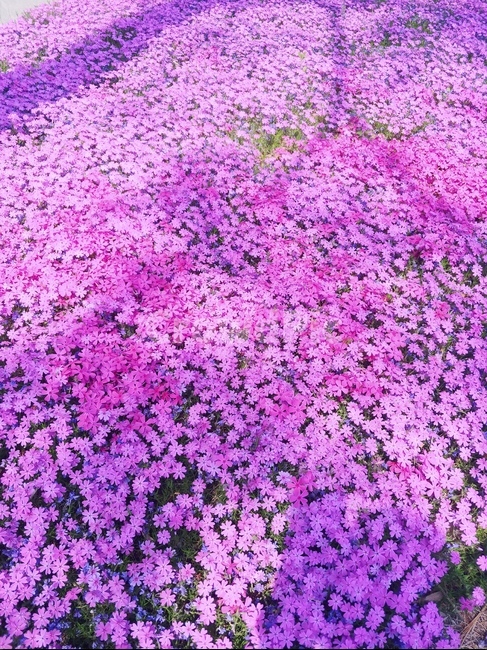 꽃,핑크색,봄,꽃밭,spring