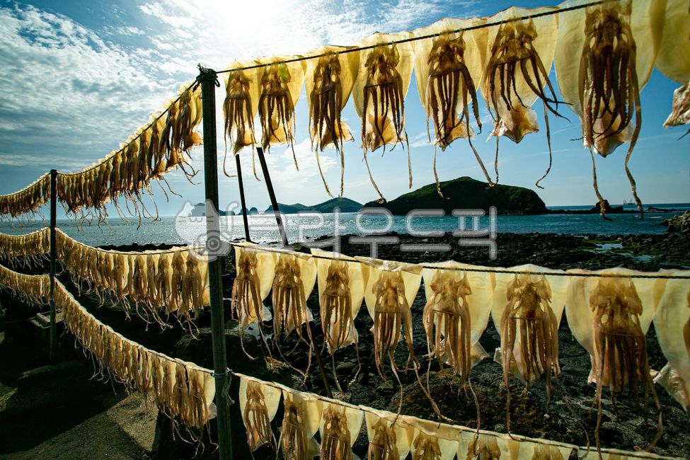 오징어,오징어말리기,차귀도,제주도,자연산,식품,연체류,섬,오징어모임,바다,깨끗한바다,푸른물결,지주,squid,driedsquid,food