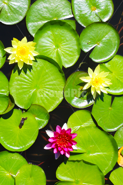 연꽃,연잎,연못,연밭,저수지,수초,물,식물,자연,plants,nature,꽃,flower