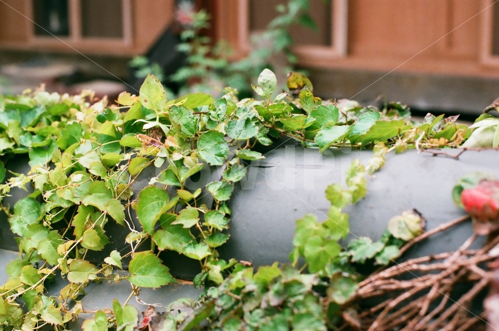 덩쿨,식물,담쟁이,초록,Green,싱그러움,식물,자연,plants,nature