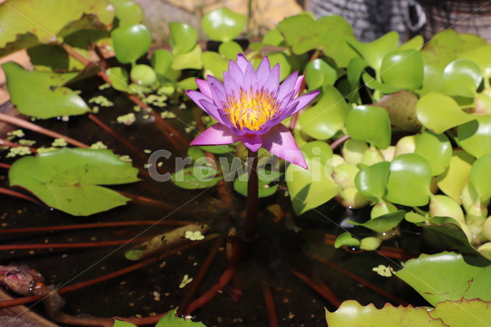 수련,수련꽃,자연,식물,초록,식물,자연,plants,nature,꽃,flower
