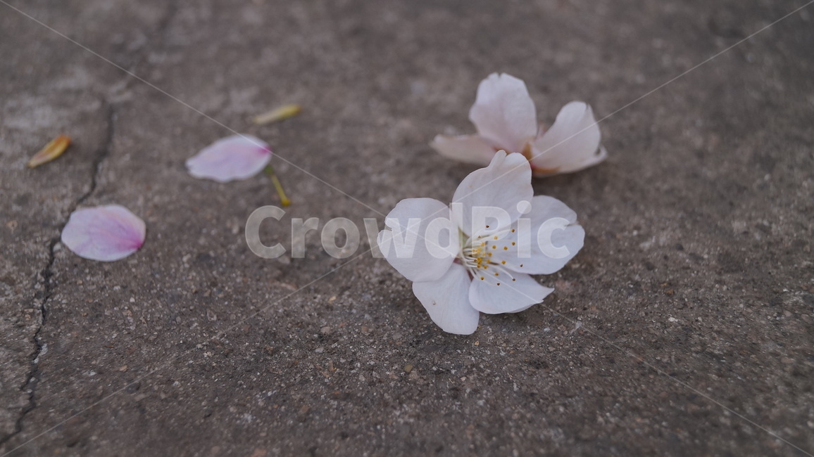 봄,벚꽃,벚꽃잎,flower,꽃,식물,자연,plants,nature,꽃,flower
