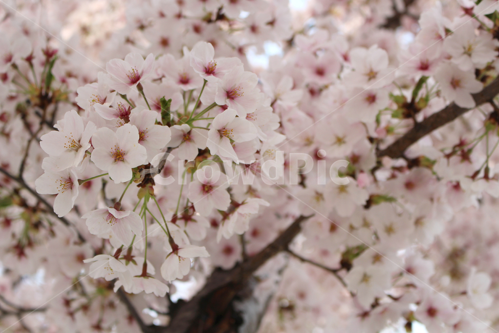 벚꽃,봄,자연,감성,꽃,spring,flower,nature,cherryblossom