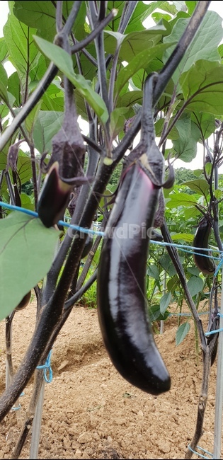 가지,주말농장,보라색채소,열매채소,수확,식물,자연,plants,nature,채소,야채,vegetables