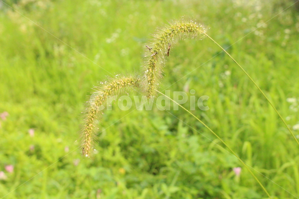 꽃,들꽃,야생화,야생꽃,자연,flower,wildflower,nature,plants,강아지풀,foxtail,식물,자연,plants,nature