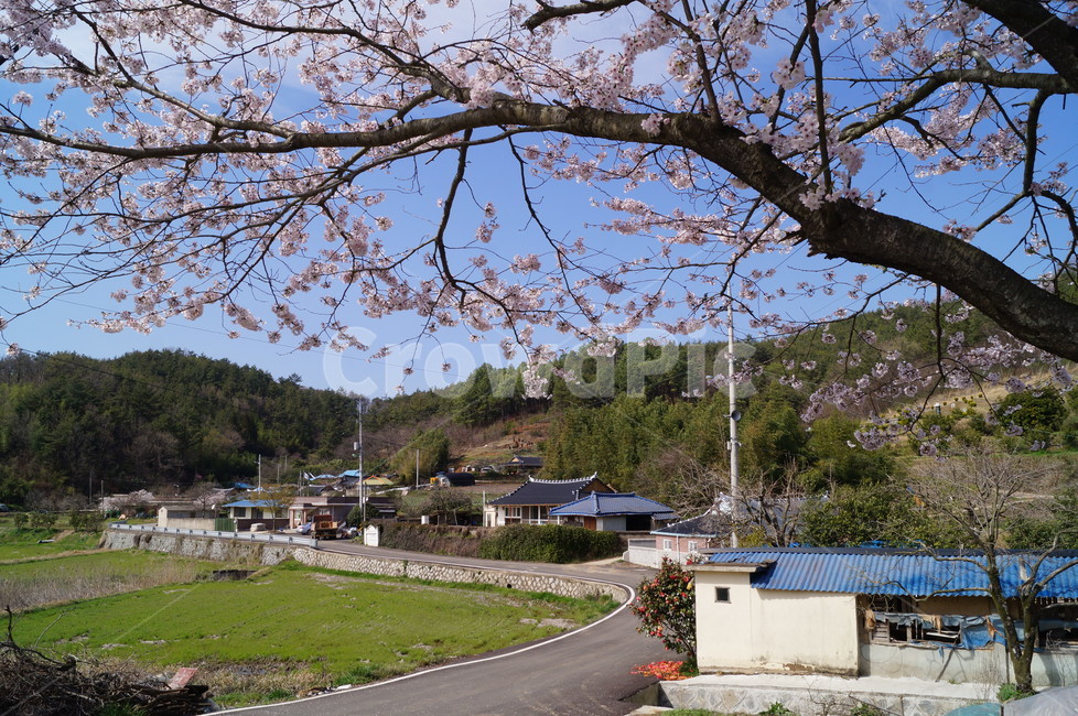 벚꽃,마을,봄,시골,풍경,동네,봄,계절,spring,season,자연,풍경,nature,landscape,한국자연풍경,한국자연경관,korea nature landscape,시골,마을,country,rural,town,plant,식물
