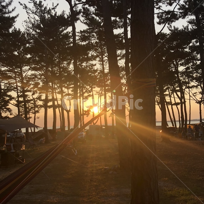 노을,해먹,나무,카라반,태양