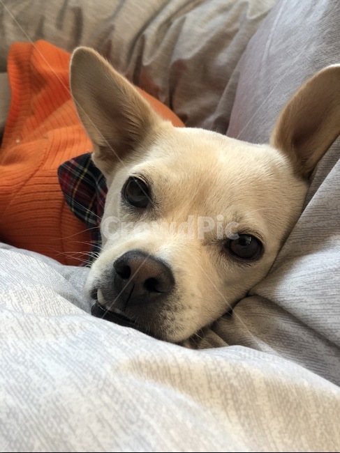 강아지,진돗개,믹스견,눈빛,침대,이불,강아지귀,강아지눈,pet,애완동물,dog,개,animal,동물,송곳니,동물,animal,포유류,mammal,개,강아지,dog,doggy