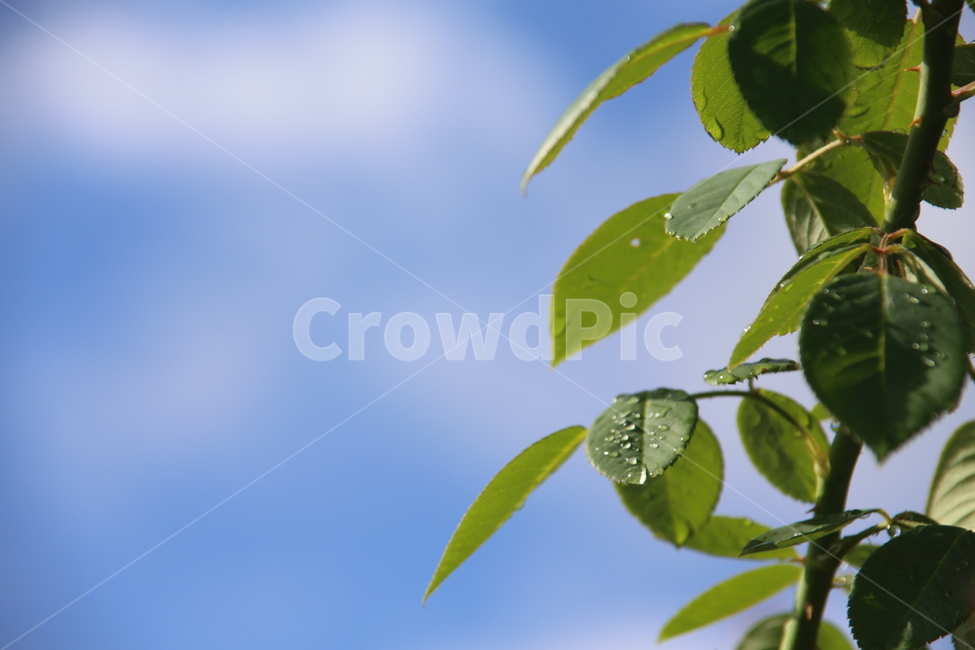 아침,이슬,청정,물방울,잎새,식물,자연,plants,nature