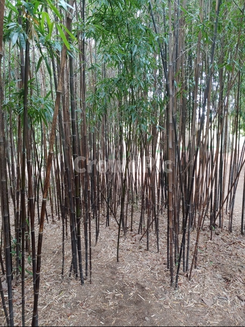 경주,자연,대나무,나무,식물