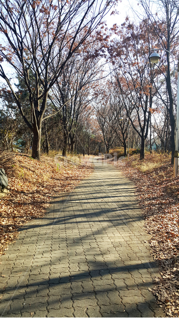 가을,단풍,노랑,나무,낙엽,땅,부스러짐,외로움,평화,autumn,yellow,tree,leaves,ground,shattering,loneliness,peace,자연,풍경,nature,landscape,path,통로,flagstone,판석,walkway,보도