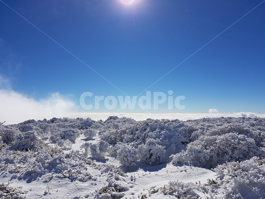 제주,겨울,한라산,눈꽃,눈,jeju,winter,hallamountain,snow